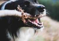Tips voor gebitsreiniging bij je hond-min