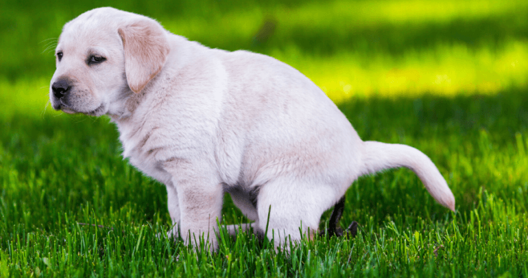 Labrador Puppy met diarree (1)