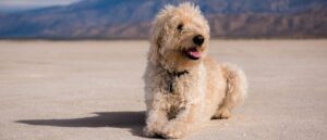 de-australian-labradoodle-allergie-vriendelijke-vacht-2