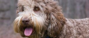 de-labradoodle-is-slim-en-leergierig-1