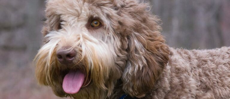 de-labradoodle-is-slim-en-leergierig-1