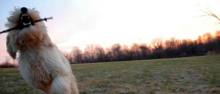 de-uiterlijke-kenmerken-van-een-australian-labradoodle-met-stok
