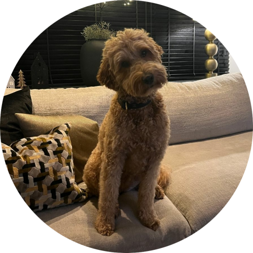 Gedrag- en trainingtips Labradoodle alleen thuis laten