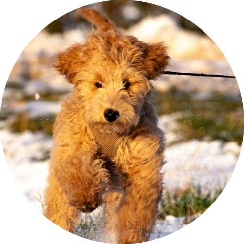 Gedrag- en trainingtips Labradoodle corrigeren