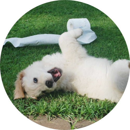 Gedrag- en trainingtips Labradoodle zindelijkheid