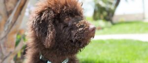hoe-verloopt-een-labradoodle-puppy-kijkdag