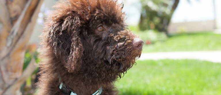 hoe-verloopt-een-labradoodle-puppy-kijkdag