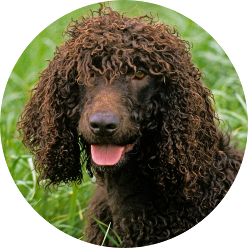 Ierse Water Spaniel