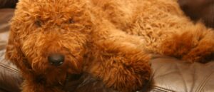 kleuren-van-de-australian-labradoodle-abrikoos