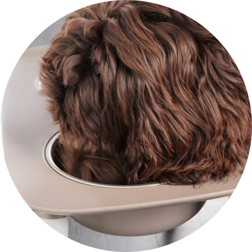 labradoodle-aan-het-eten-in-voederbak