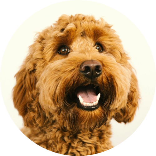 labradoodle-cognac