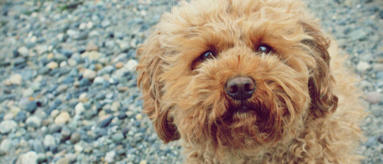 labradoodle-f3-mini