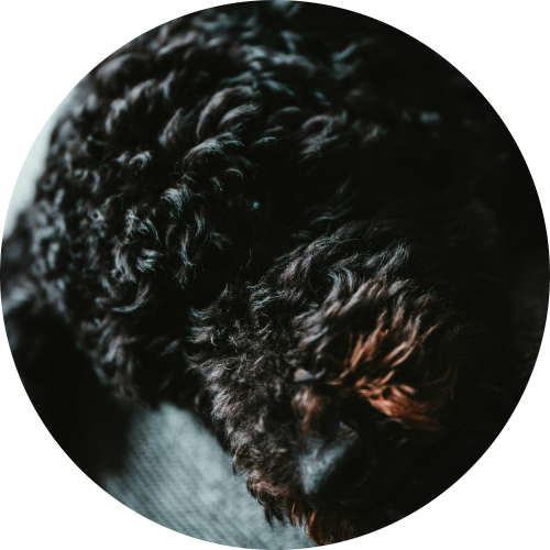 labradoodle-in-mand-min