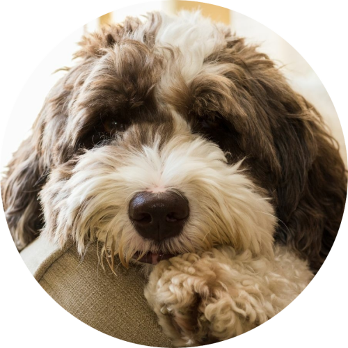 labradoodle-kussen