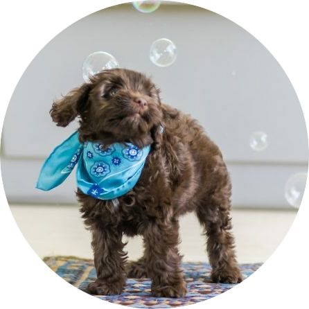 labradoodle-meer-informatie-en-tips-over-het-ras-660x495