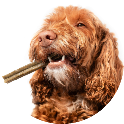 labradoodle-op-kauwstick