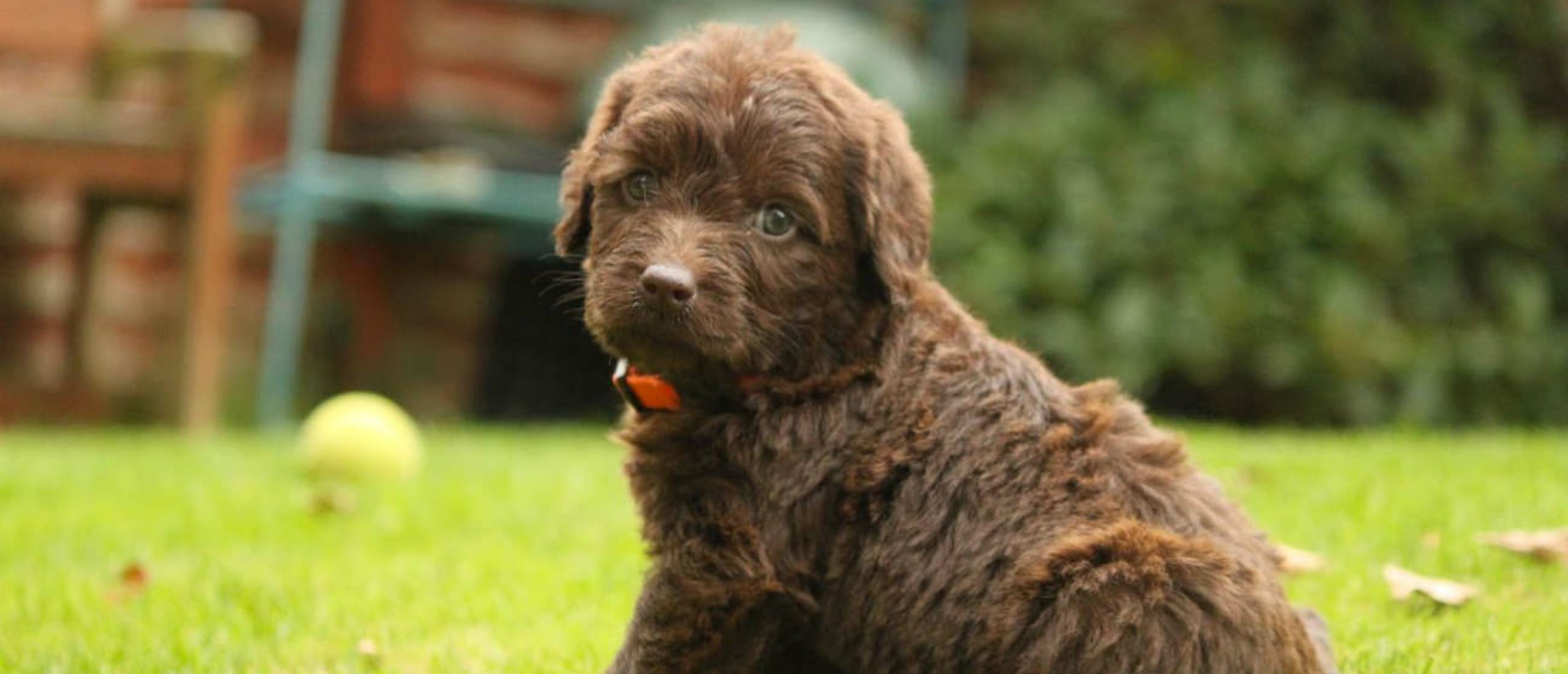 labradoodle-puppy-in-het-gras