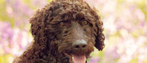 labradoodle-tips-voor-fokkers