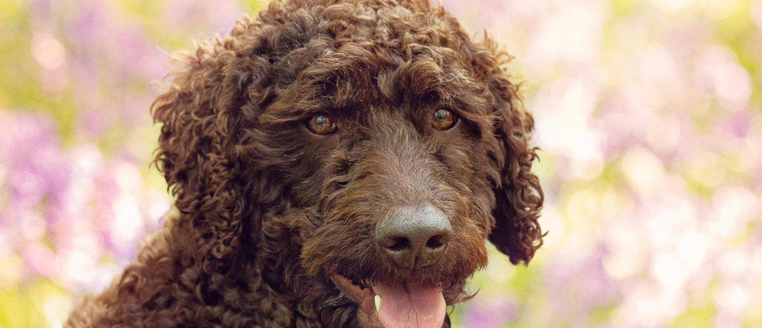 labradoodle-tips-voor-fokkers