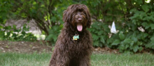 labradoodle-vacht-fleecevacht