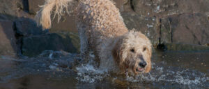 labradoodle-verzorging-borstelen-en-wassen-in-het-water
