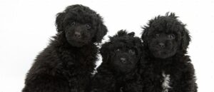labradoodle-zwart