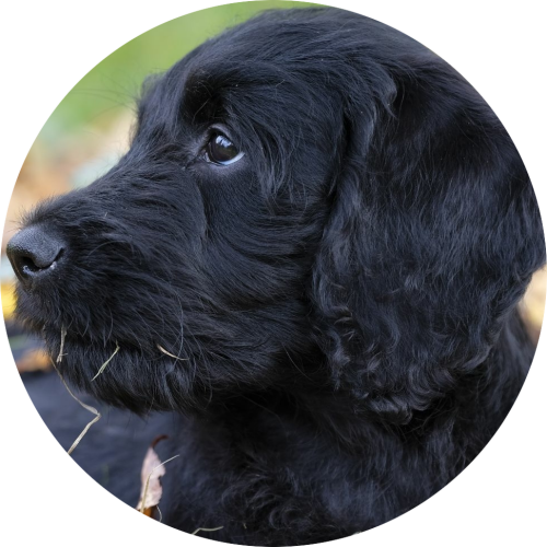 labradoodle-zwarte-pup-ligt