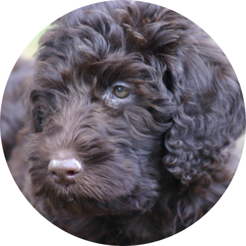 labradoodle-zwarte-puppy