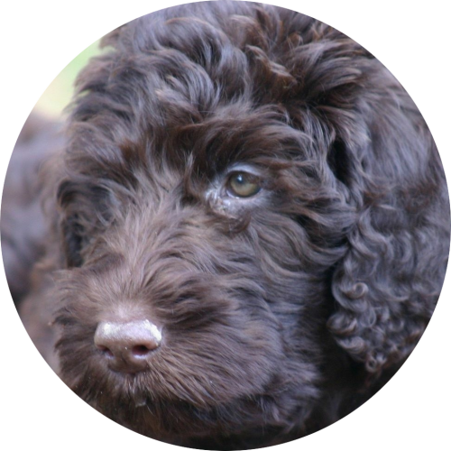 labradoodle-zwarte-puppy