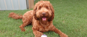vachtverzorging-van-de-australian-labradoodle