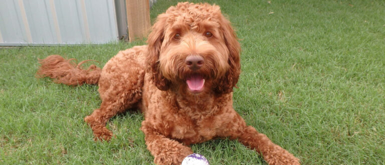 vachtverzorging-van-de-australian-labradoodle
