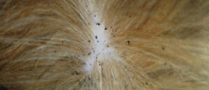 vlooien-bij-een-australian-labradoodle