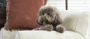 zindelijkheidstraining-pup-een-stoel