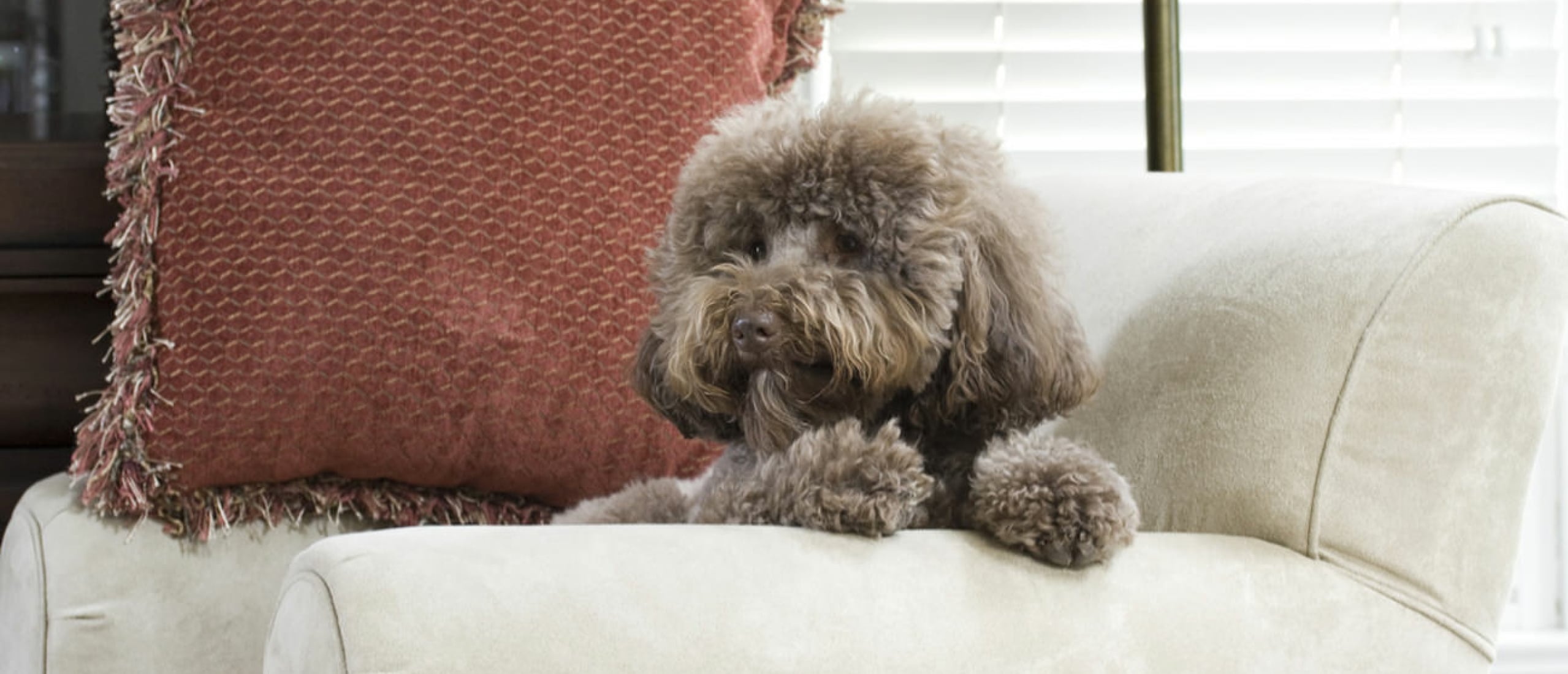 zindelijkheidstraining-pup-een-stoel