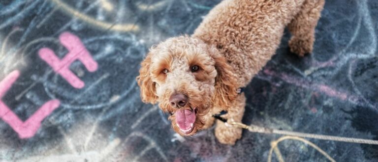 10-tips-voor-het-welzijn-van-je-labradoodle-of-andere-hond-v1-min