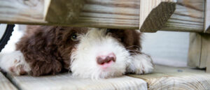 11-tips-voor-hondenvoer-en-eetgedrag-bij-je-labradoodle-v2