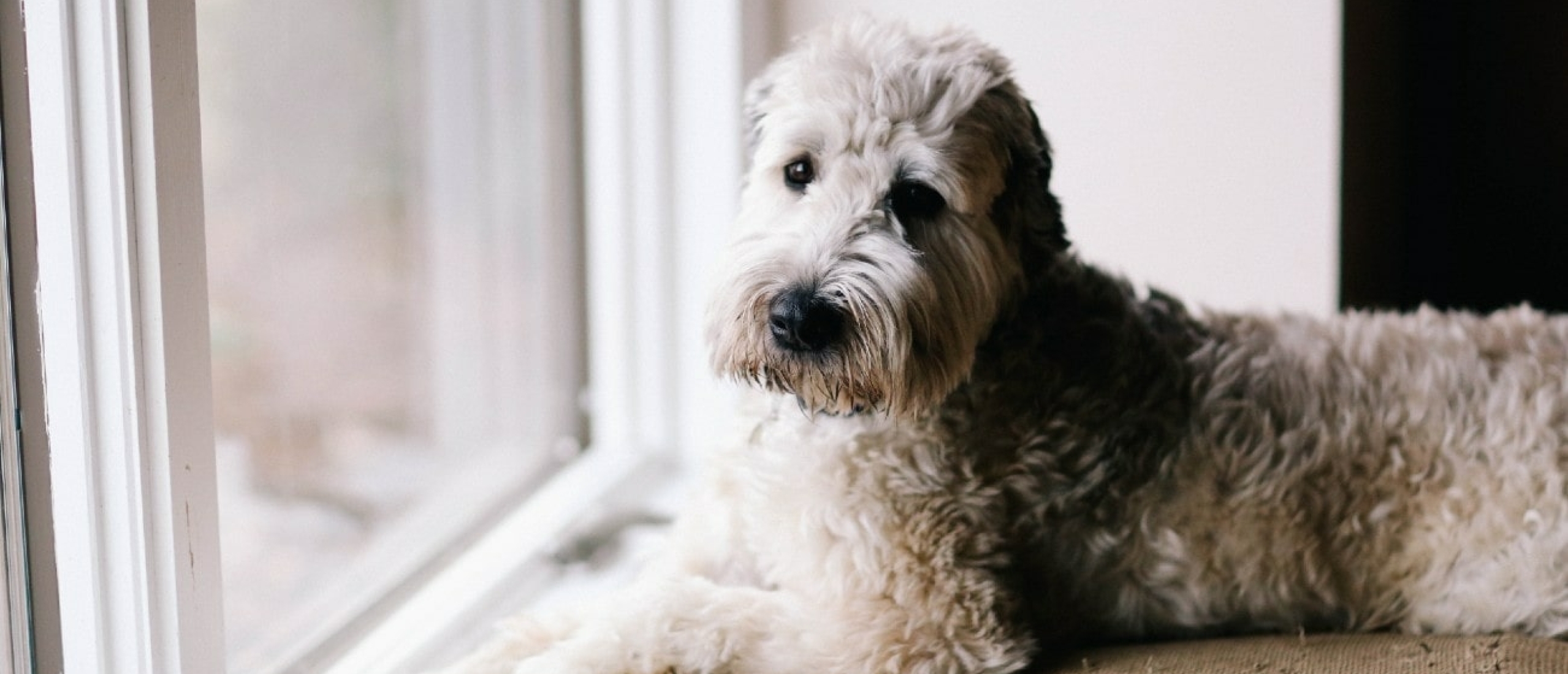 18-tips-voor-het-opruimen-van-hondenhaar-labradoodle-min