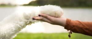 2-handige-manieren-om-je-hond-te-socialiseren-min