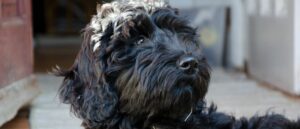 6-praktische-tips-om-blaffen-bij-je-labradoodle-af-te-leren-v3