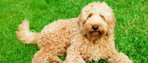 blaasontsteking-bij-je-hond-herkennen-behandelen-en-voorkomen-labradoodleinfo