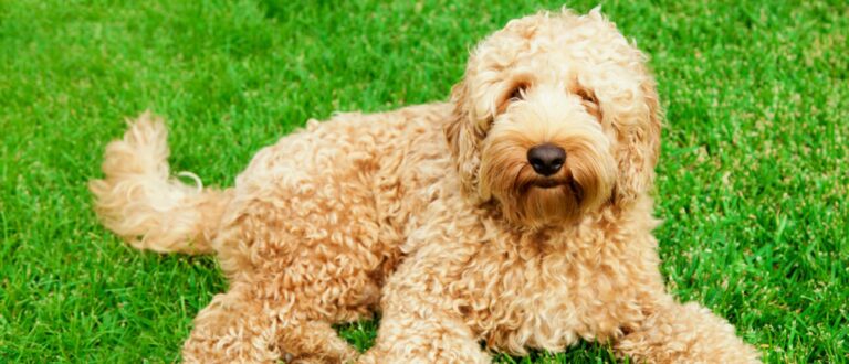 blaasontsteking-bij-je-hond-herkennen-behandelen-en-voorkomen-labradoodleinfo