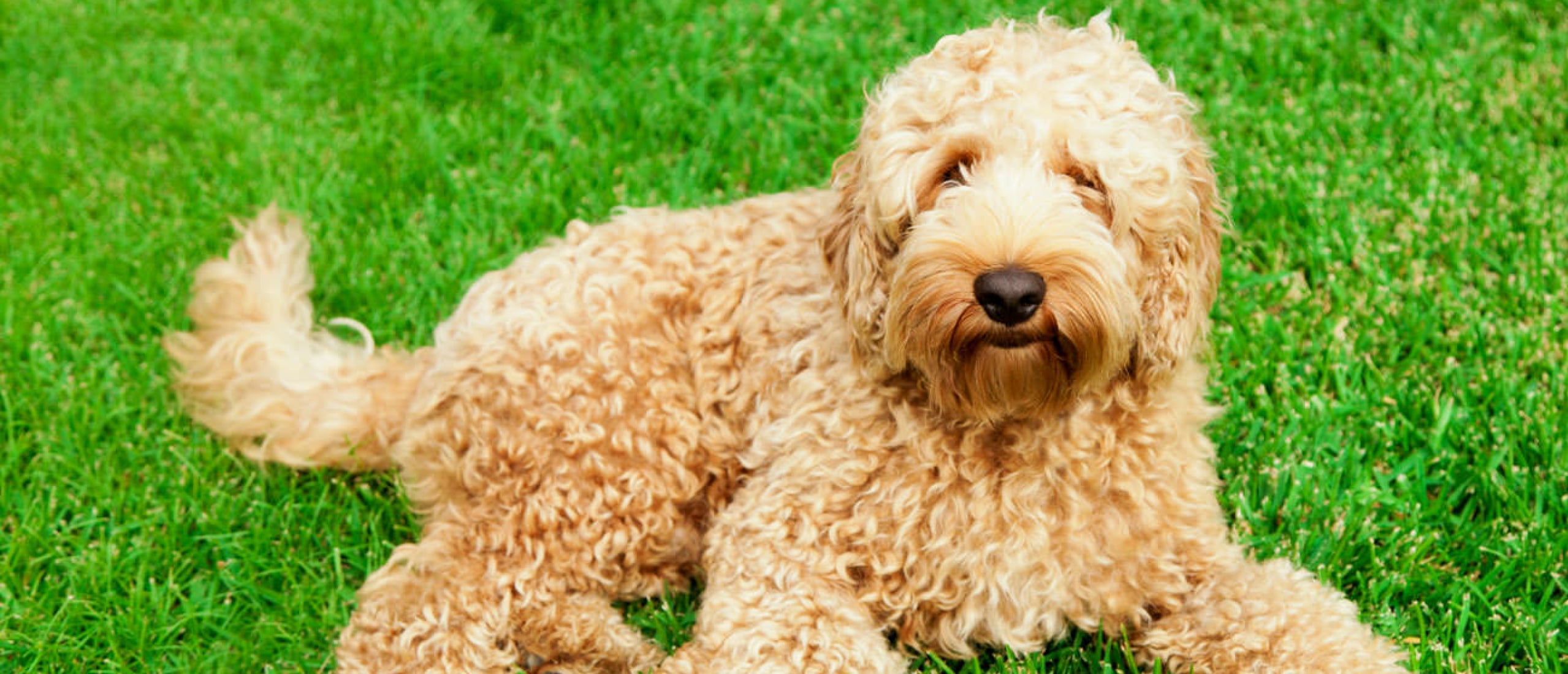 blaasontsteking-bij-je-hond-herkennen-behandelen-en-voorkomen-labradoodleinfo