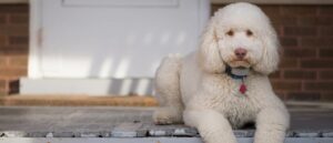 bloed-bij-ontlasting-labradoodle