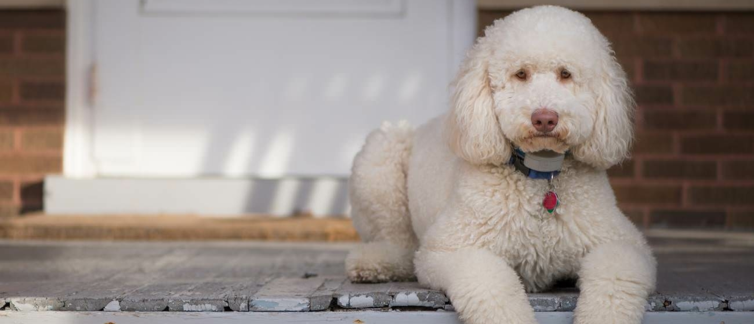 bloed-bij-ontlasting-labradoodle