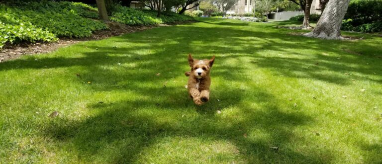 de-ontwikkeling-van-je-labradoodle-pup-per-week