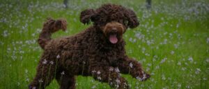 epilepsie-labradoodle-min-1024x661
