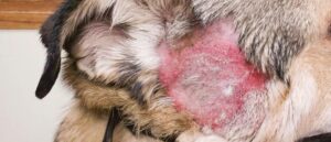 hotspots-bij-een-labradoodle-min