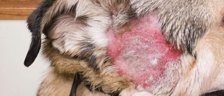 hotspots-bij-een-labradoodle-min