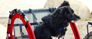 interesse-in-een-hondenfietskar-lees-mijn-tips-min