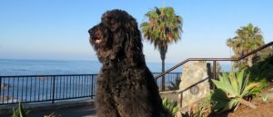 is-de-australian-labradoodle-een-hond-die-niet-verhaart-1